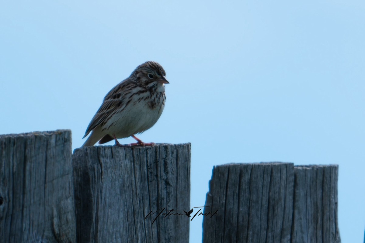 Vesper Sparrow - Nathan Thokle