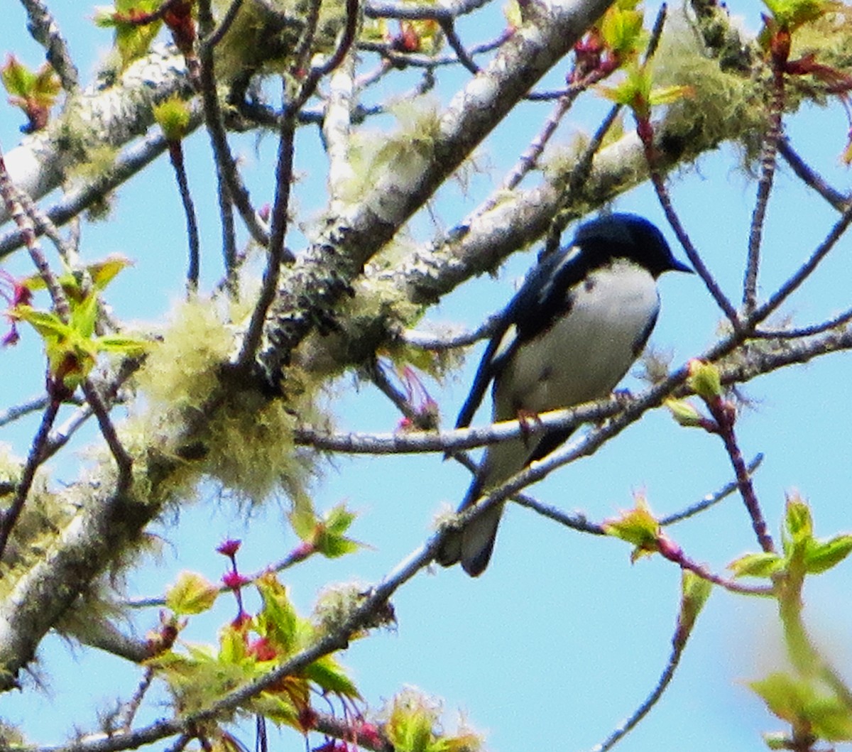 Black-throated Blue Warbler - Bernie Brown