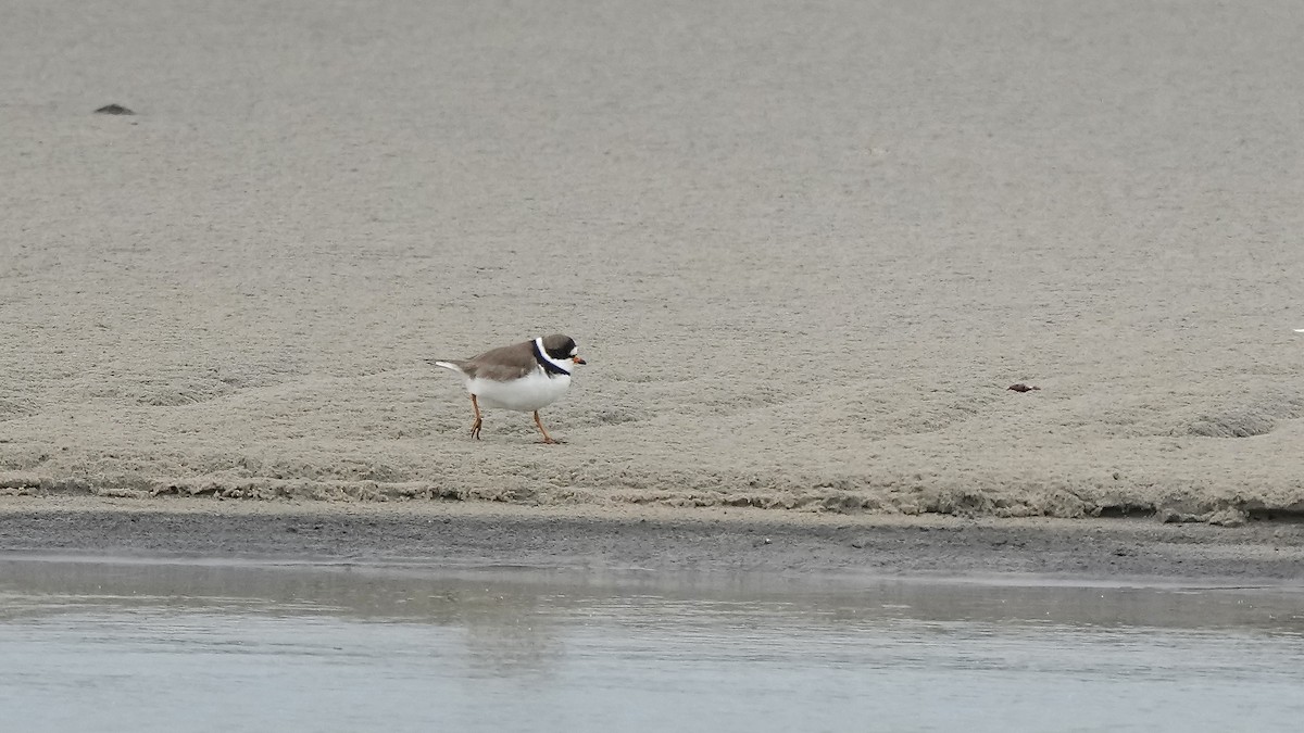 Semipalmated Plover - Sunil Thirkannad