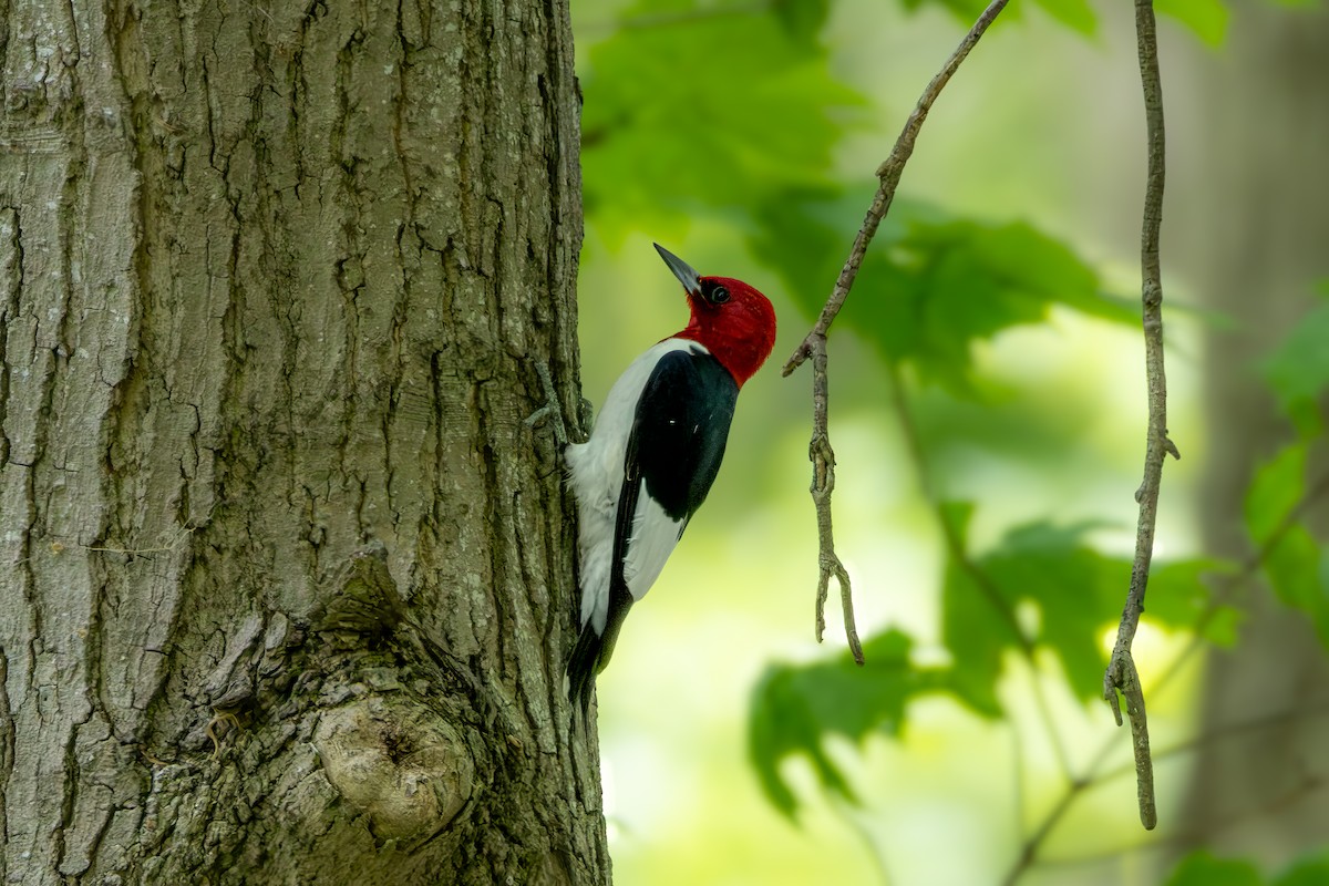 Red-headed Woodpecker - Norman Franke