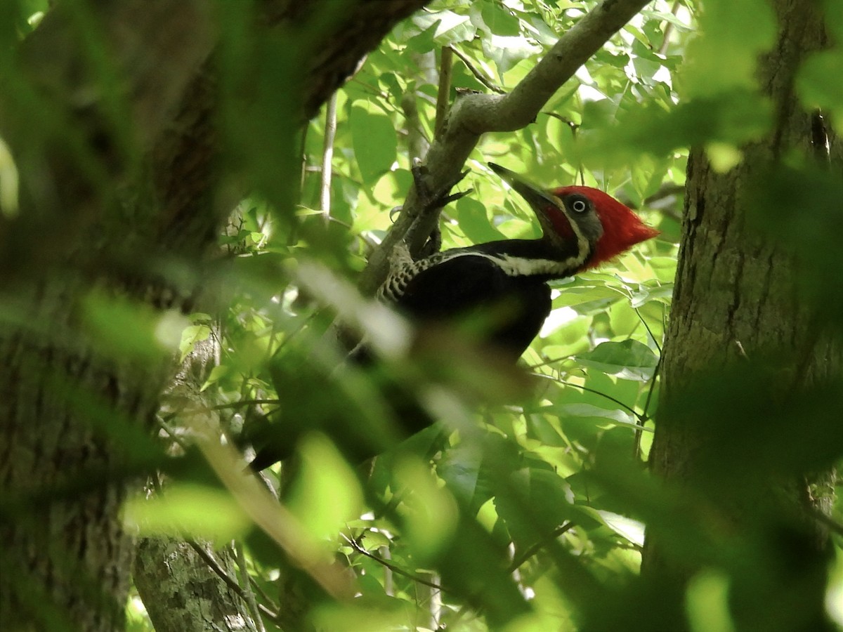 Lineated Woodpecker - ML619412466