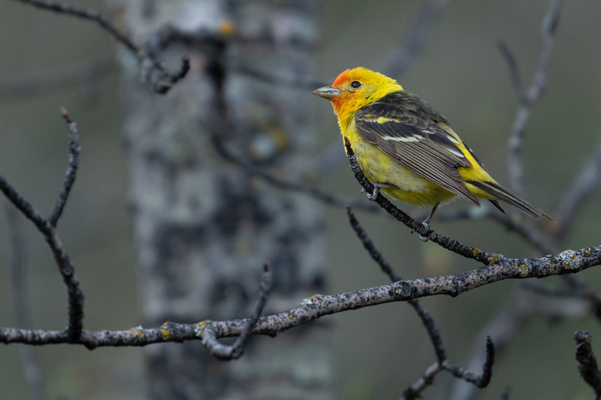 Western Tanager - Nathan Thokle