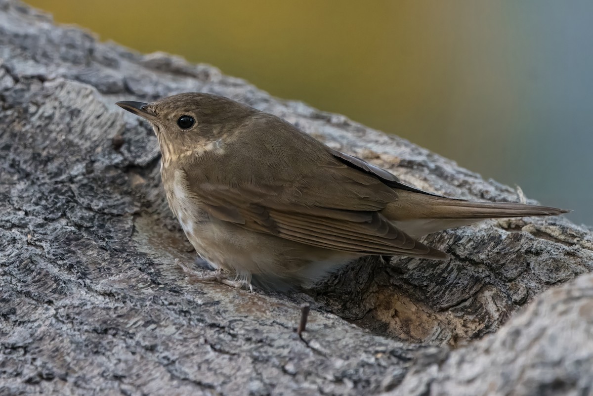 Swainson's Thrush - ML619412476