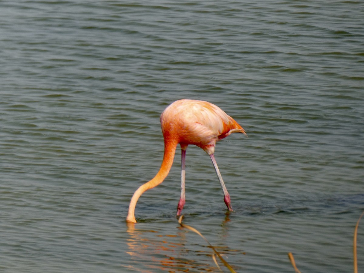 American Flamingo - Donna Adams