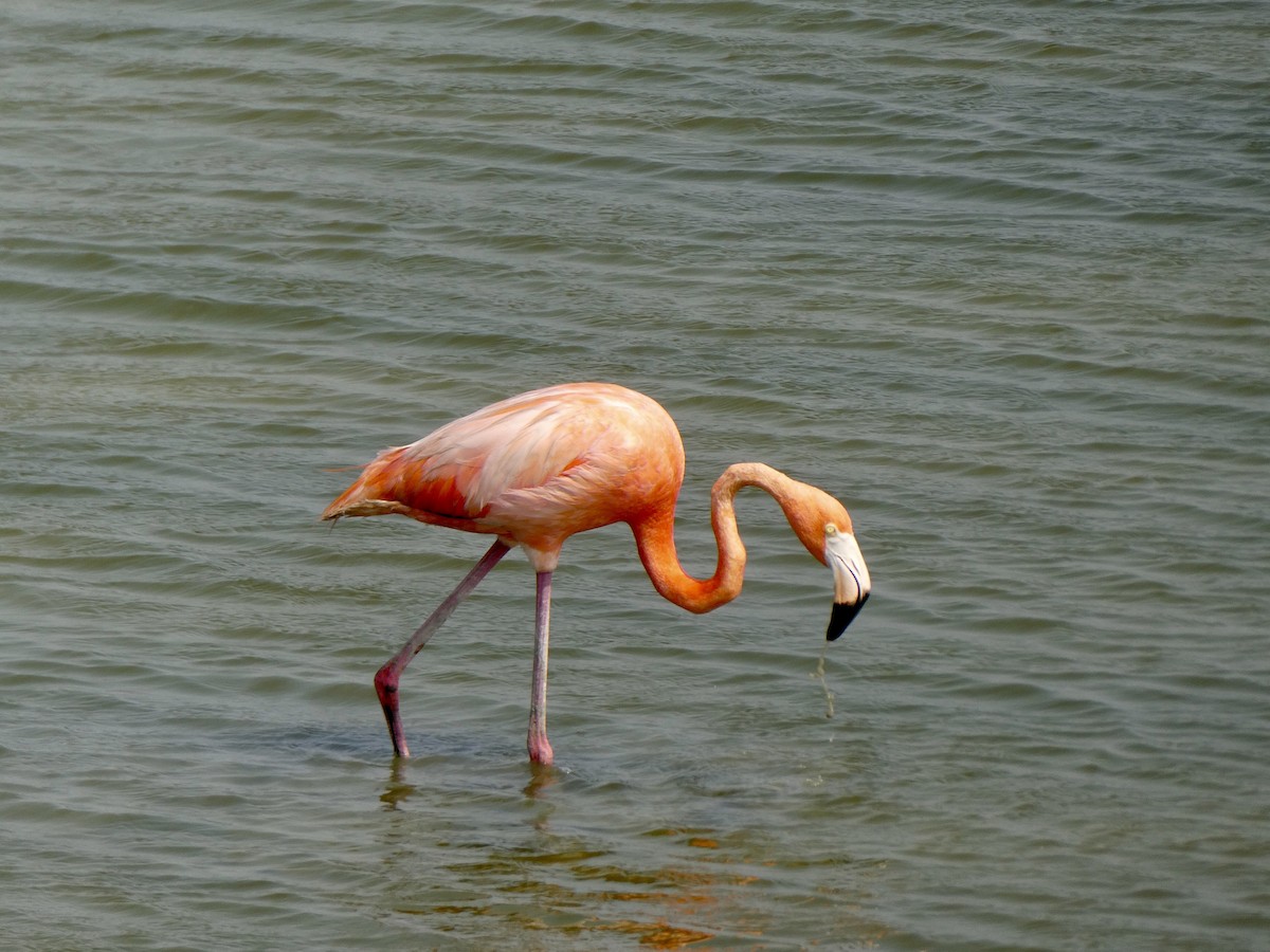 American Flamingo - Donna Adams
