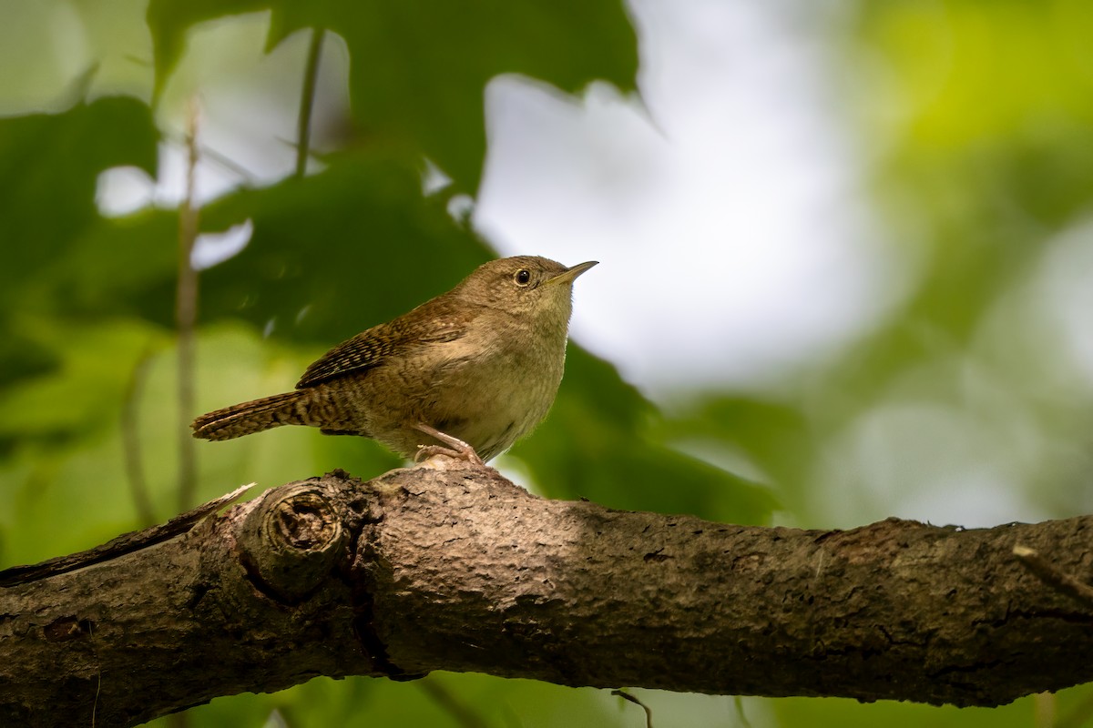 House Wren - Norman Franke