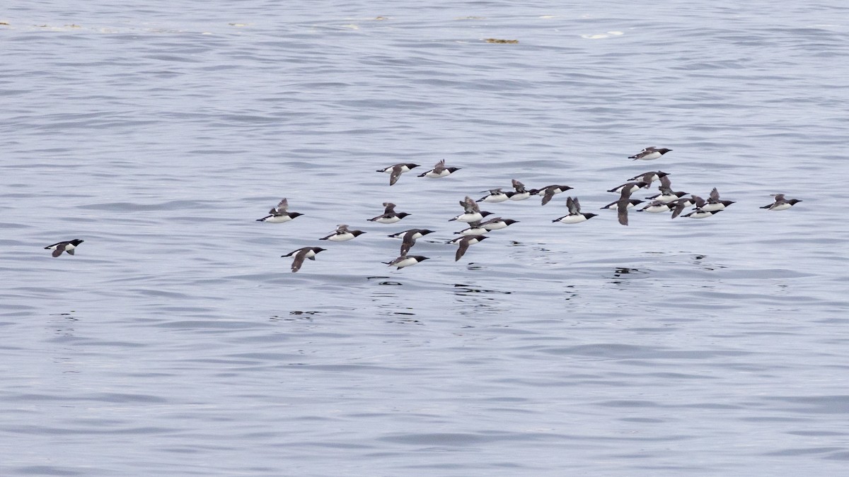 Common Murre - Laurent Prévost-Frenette