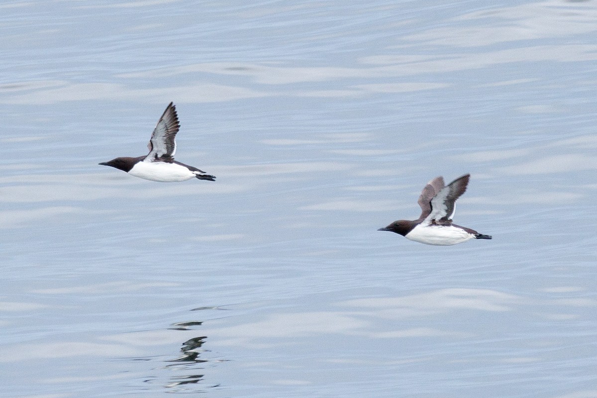 Common Murre - Laurent Prévost-Frenette