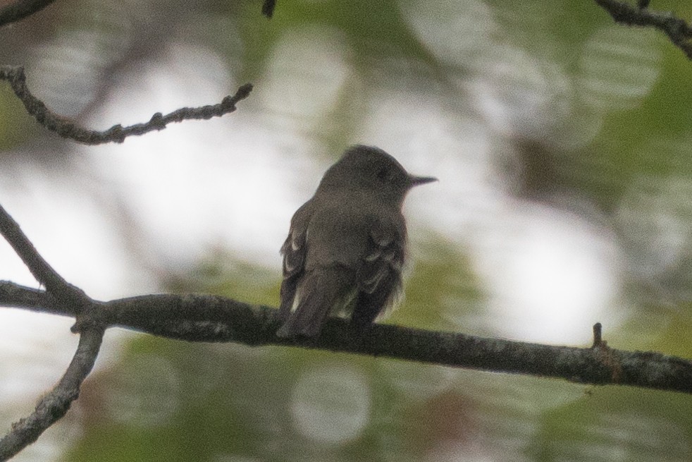 new world flycatcher sp. - Aaron Sun