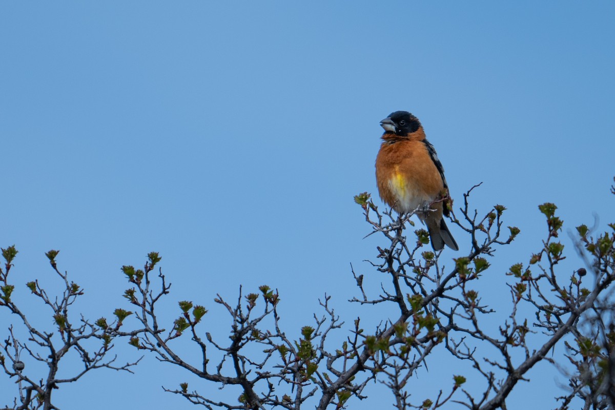 Black-headed Grosbeak - ML619412518