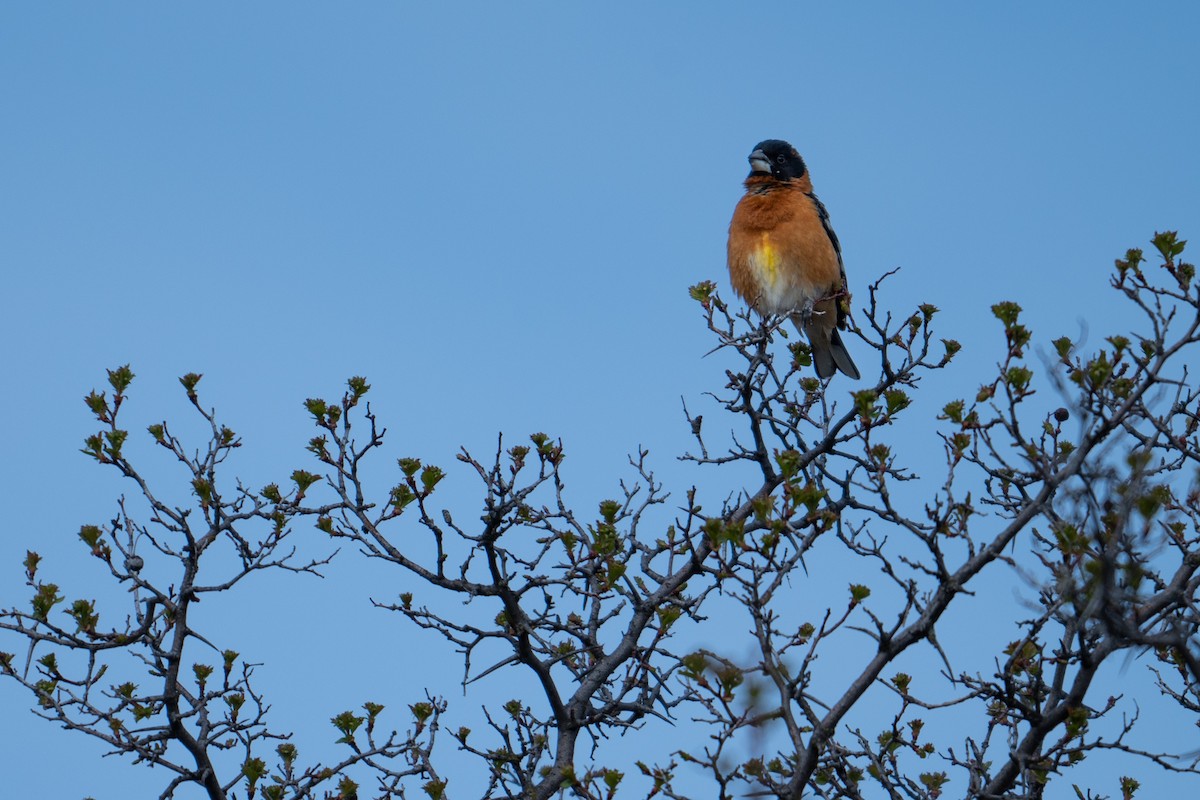 Black-headed Grosbeak - ML619412520