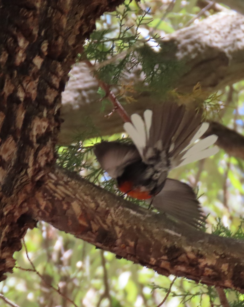 Painted Redstart - Elaine Wagner