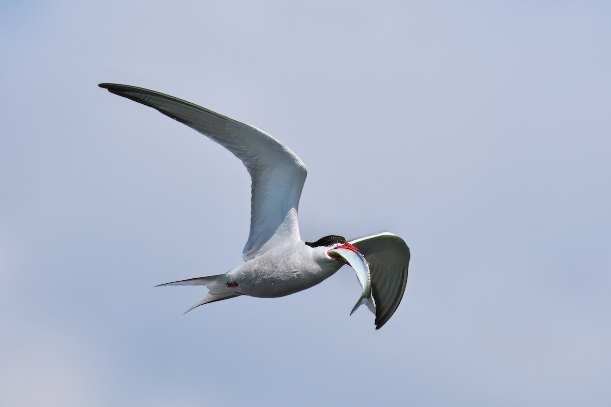 Common Tern - Gavin Edmondstone