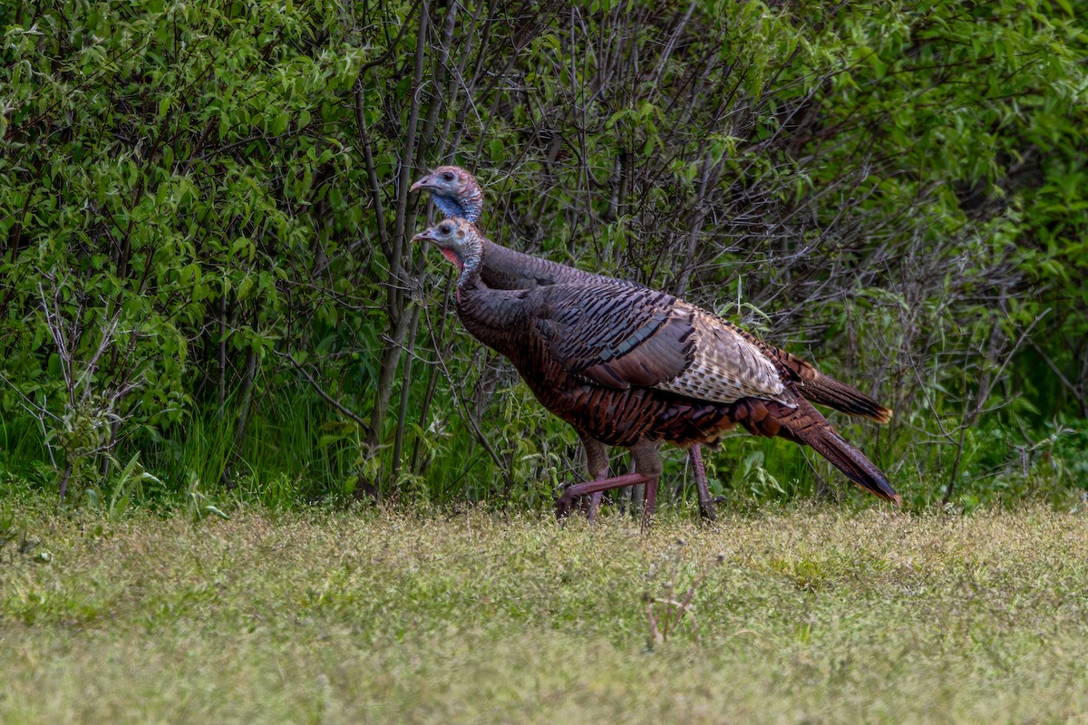 Wild Turkey - Norman Franke