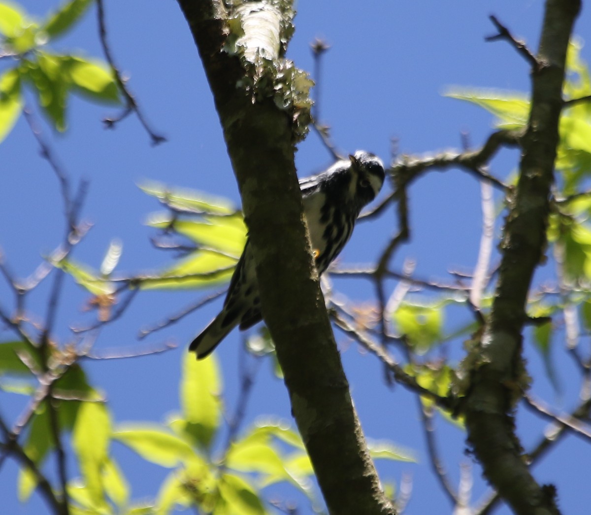 Black-and-white Warbler - River Ahlquist