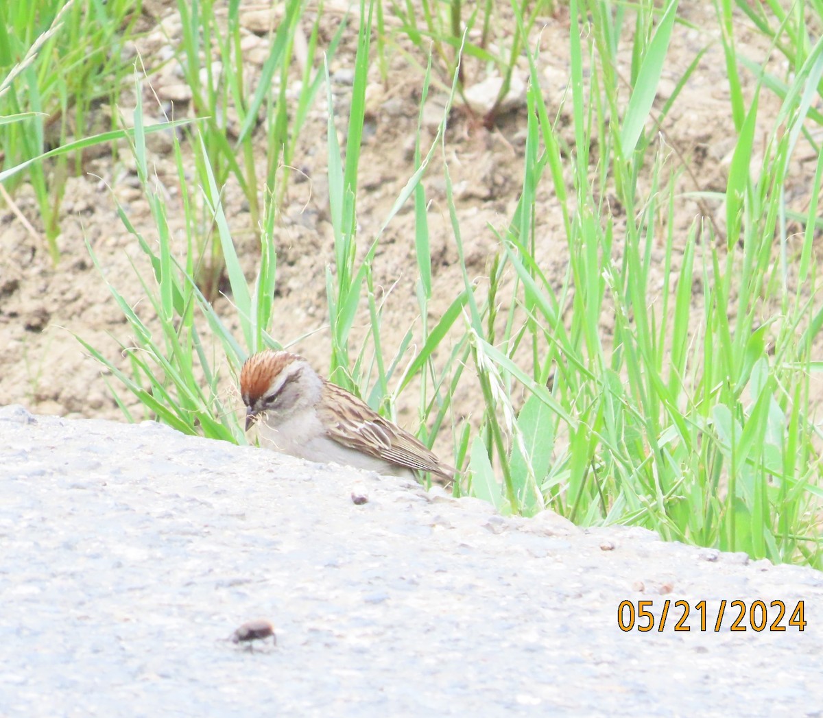 Chipping Sparrow - Zehava Purim-Adimor