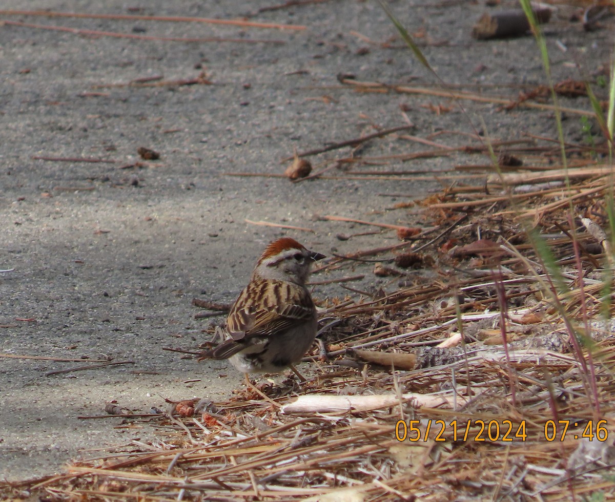 Chipping Sparrow - Zehava Purim-Adimor