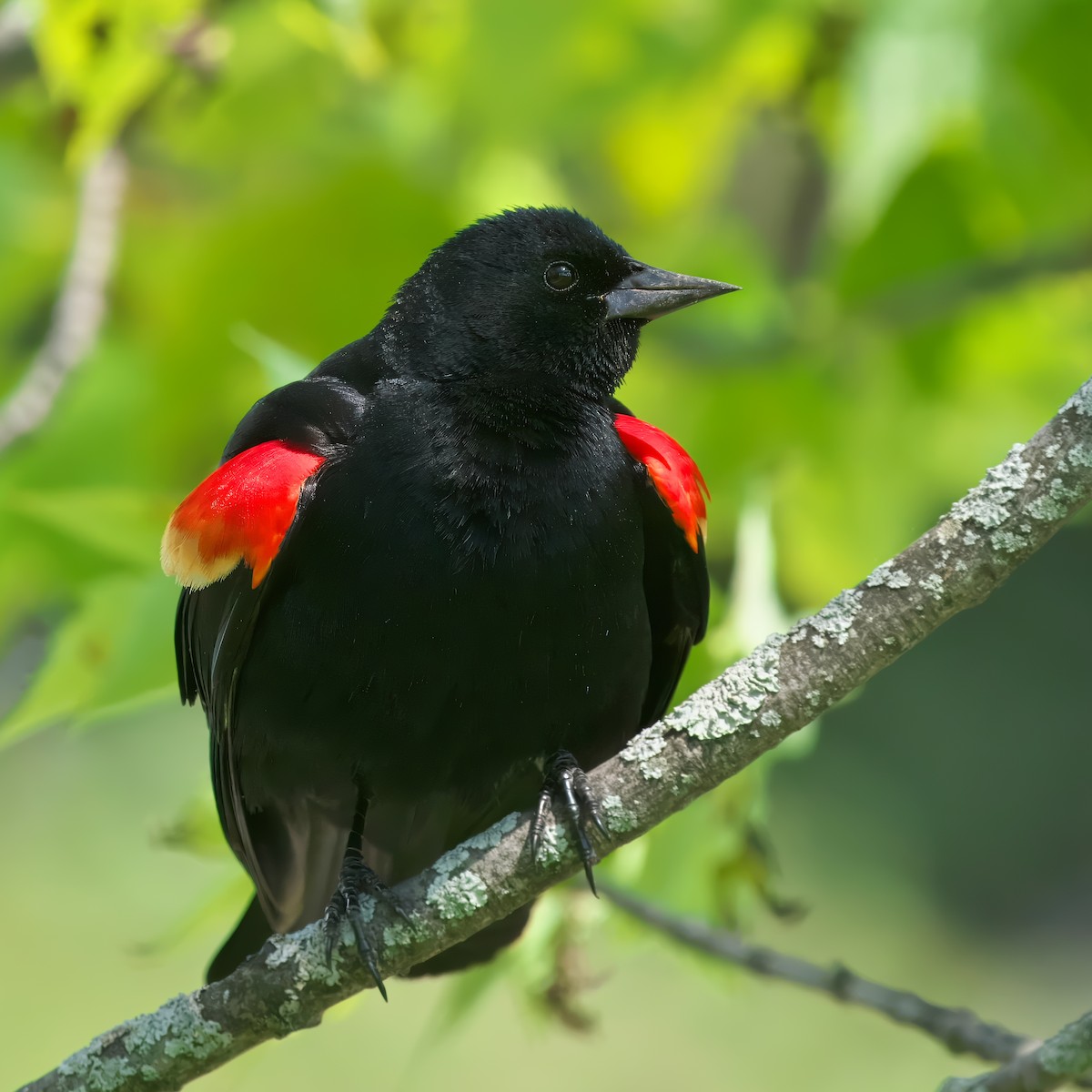 Red-winged Blackbird - Gavin Edmondstone