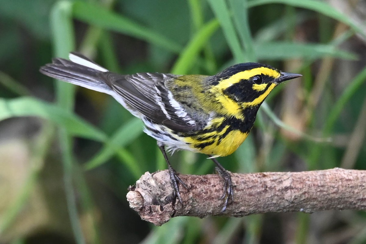 Townsend's Warbler - Marla Hibbitts