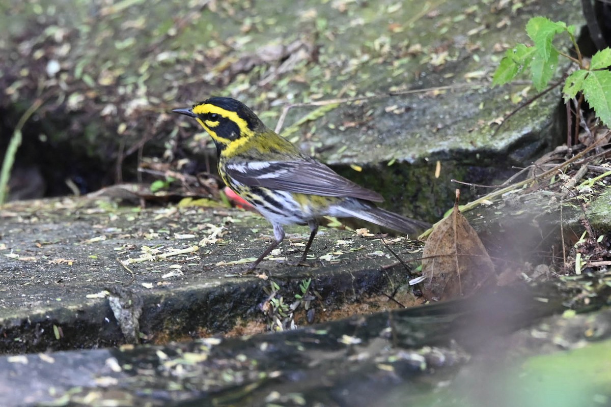 Townsend's Warbler - Marla Hibbitts