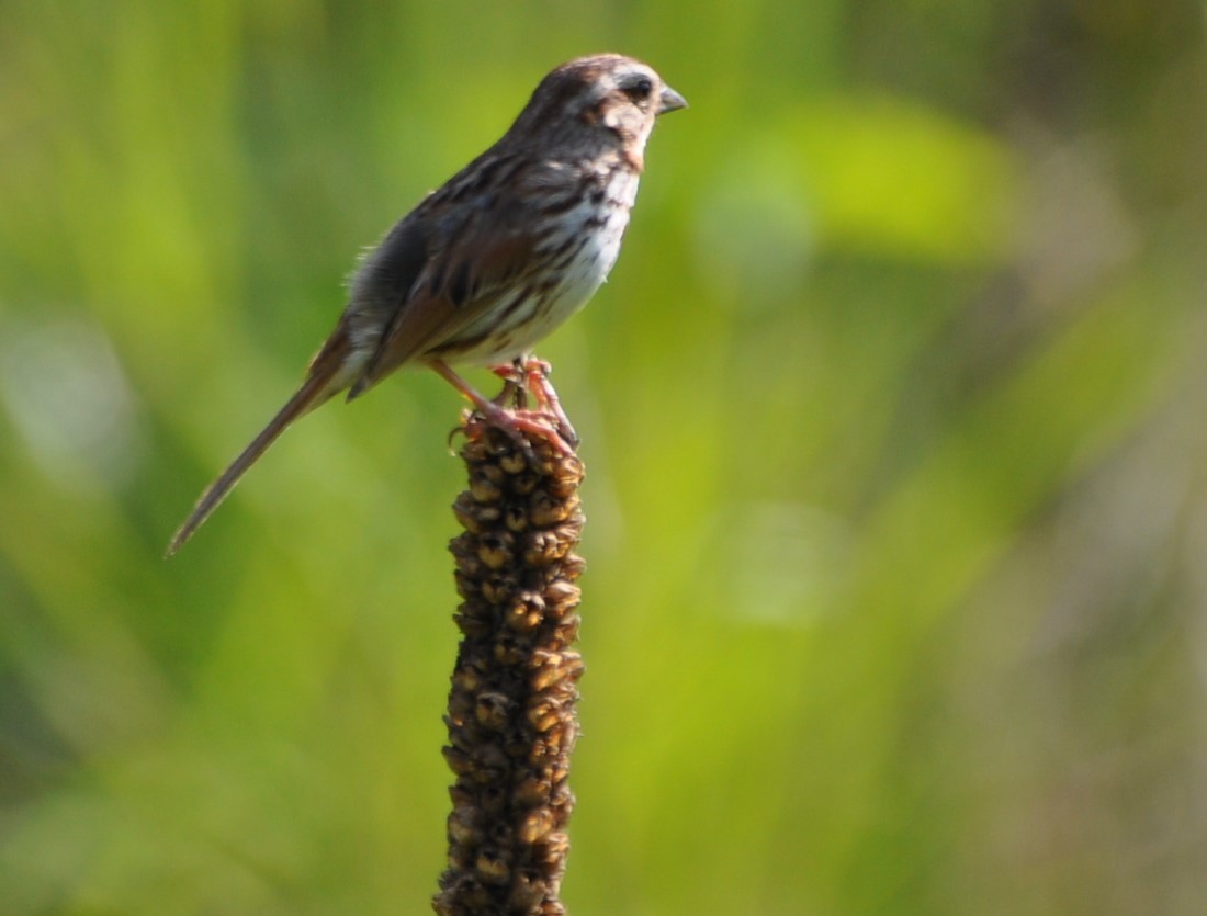 Song Sparrow - David Argent