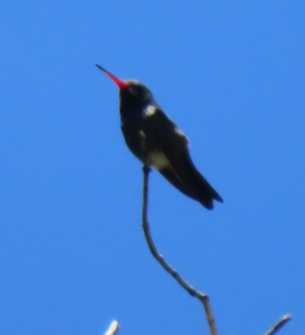 Broad-billed Hummingbird - Elaine Wagner