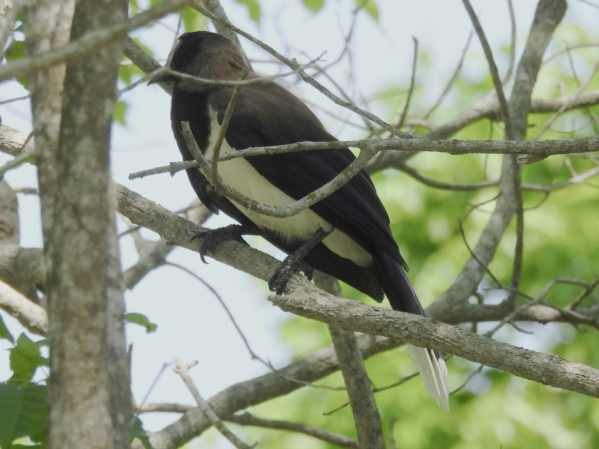 Black-chested Jay - Jhon Carlos Andres Rivera Higuera