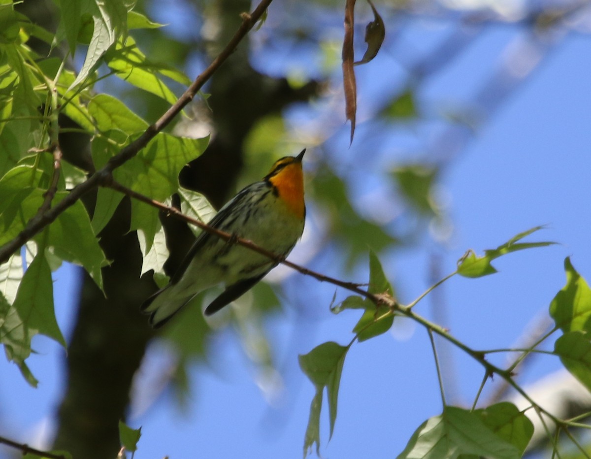 Blackburnian Warbler - River Ahlquist