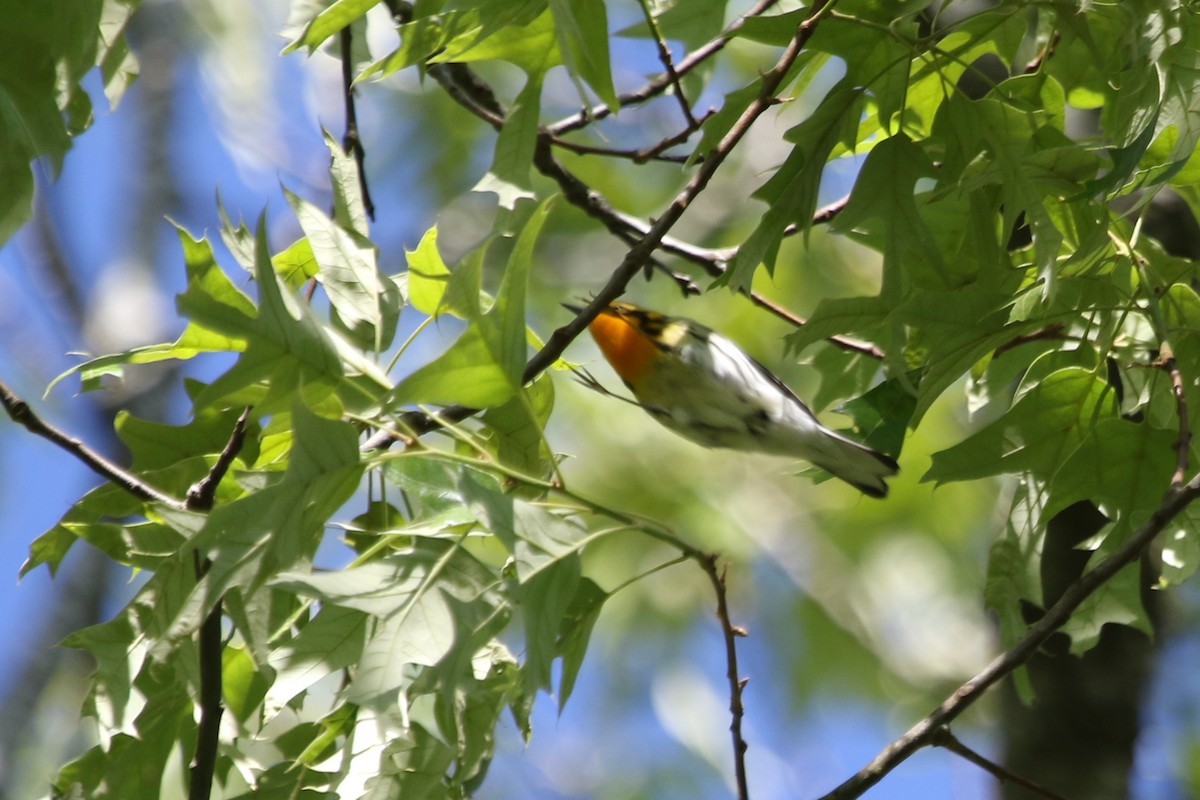 Blackburnian Warbler - River Ahlquist