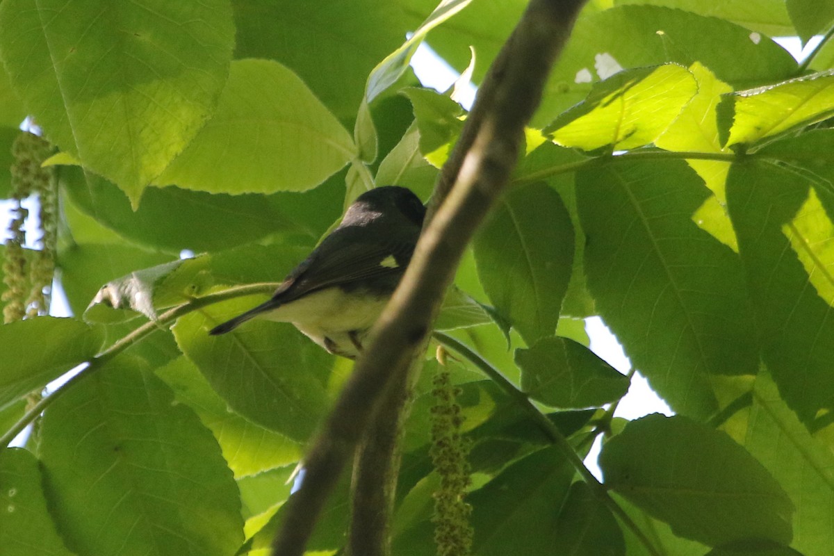 Black-throated Blue Warbler - River Ahlquist
