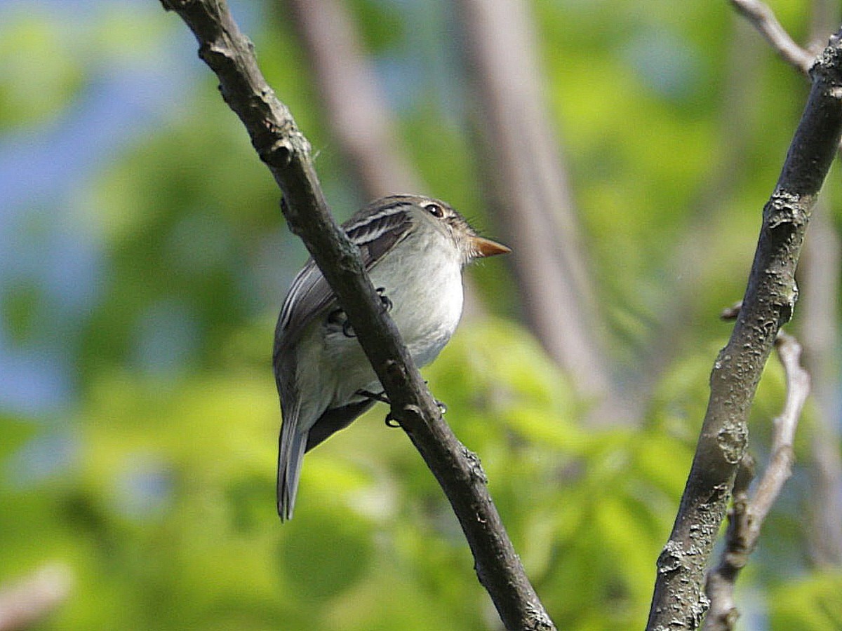 Least Flycatcher - Mike Lee