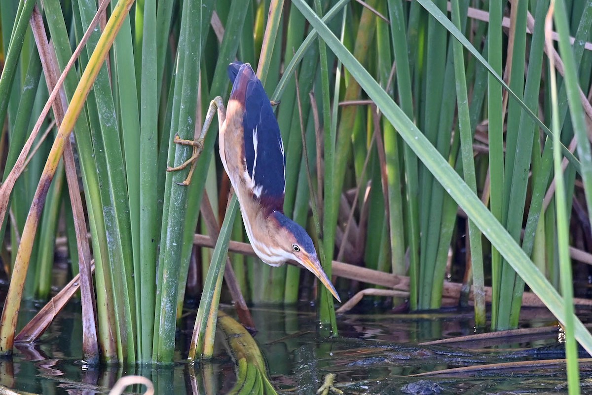 Least Bittern - Marla Hibbitts