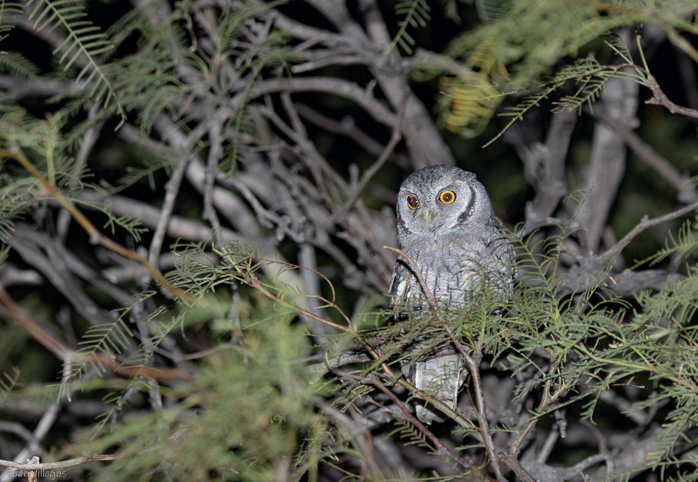 Tropical Screech-Owl - Federico Villegas