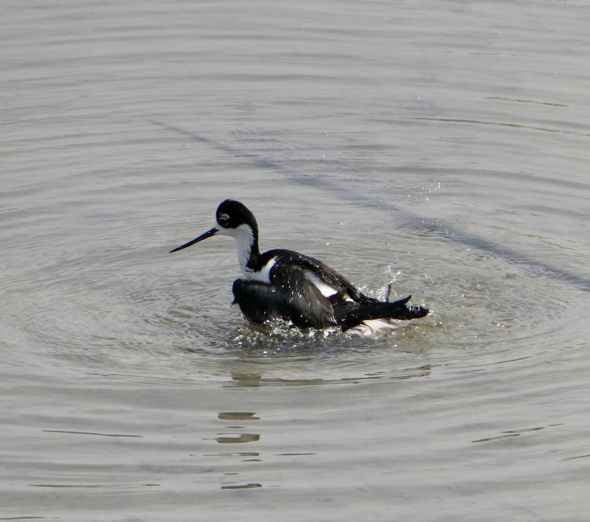 Black-necked Stilt - ML619412635