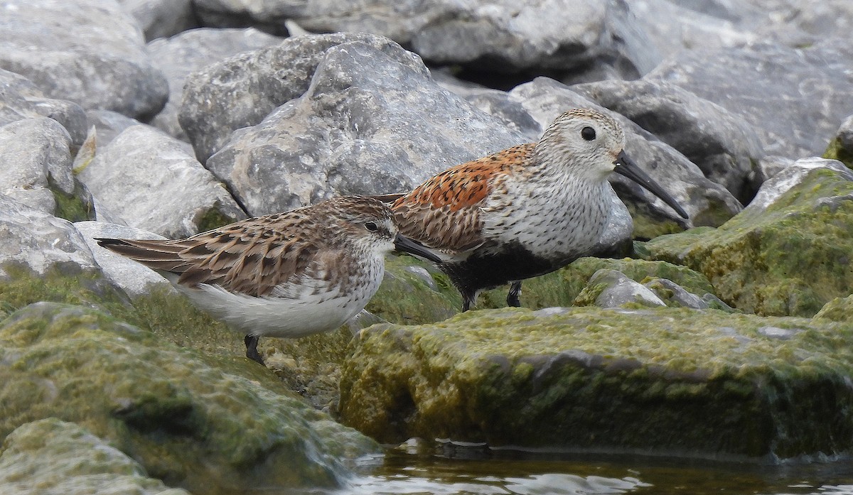 Dunlin - Dianne Croteau- Richard Brault