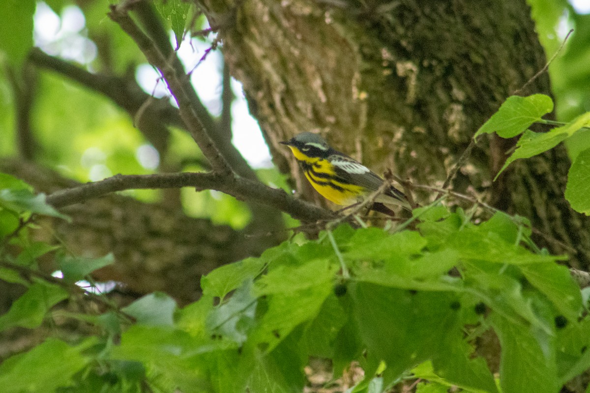 Magnolia Warbler - James Mitchell