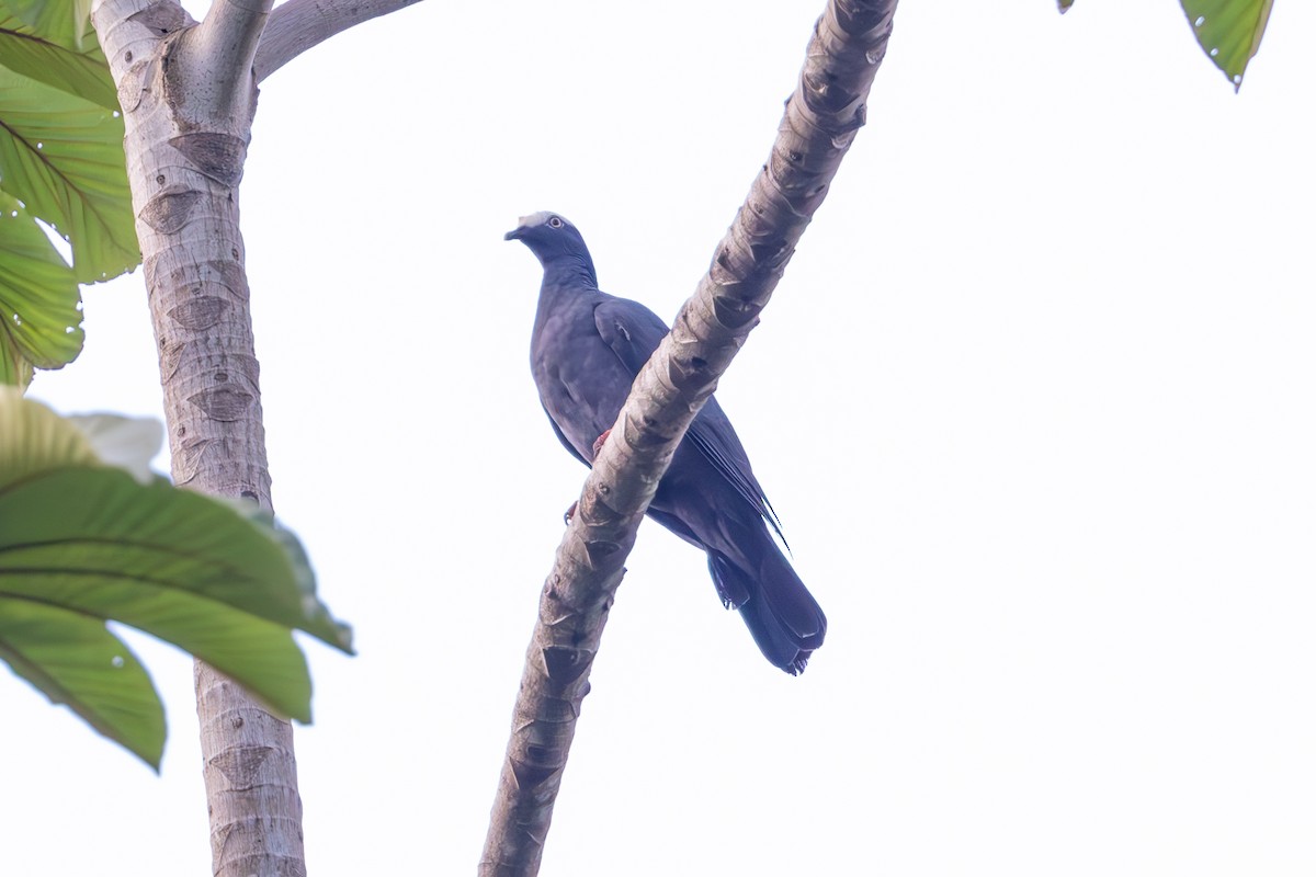 White-crowned Pigeon - Mason Flint