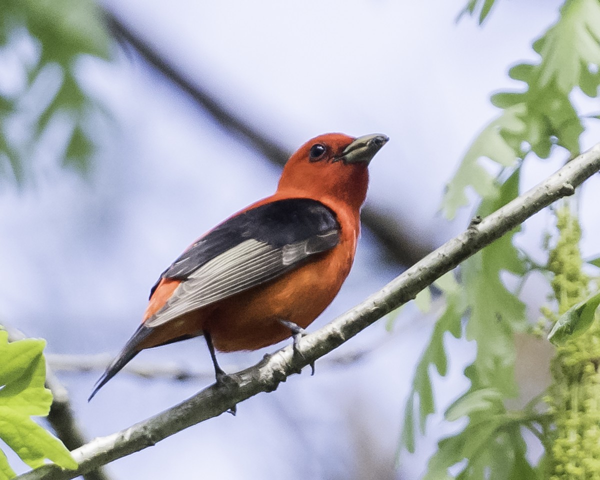 Scarlet Tanager - Stan Deutsch