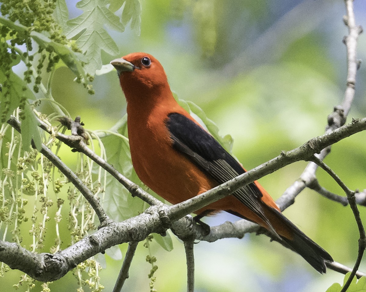 Scarlet Tanager - Stan Deutsch