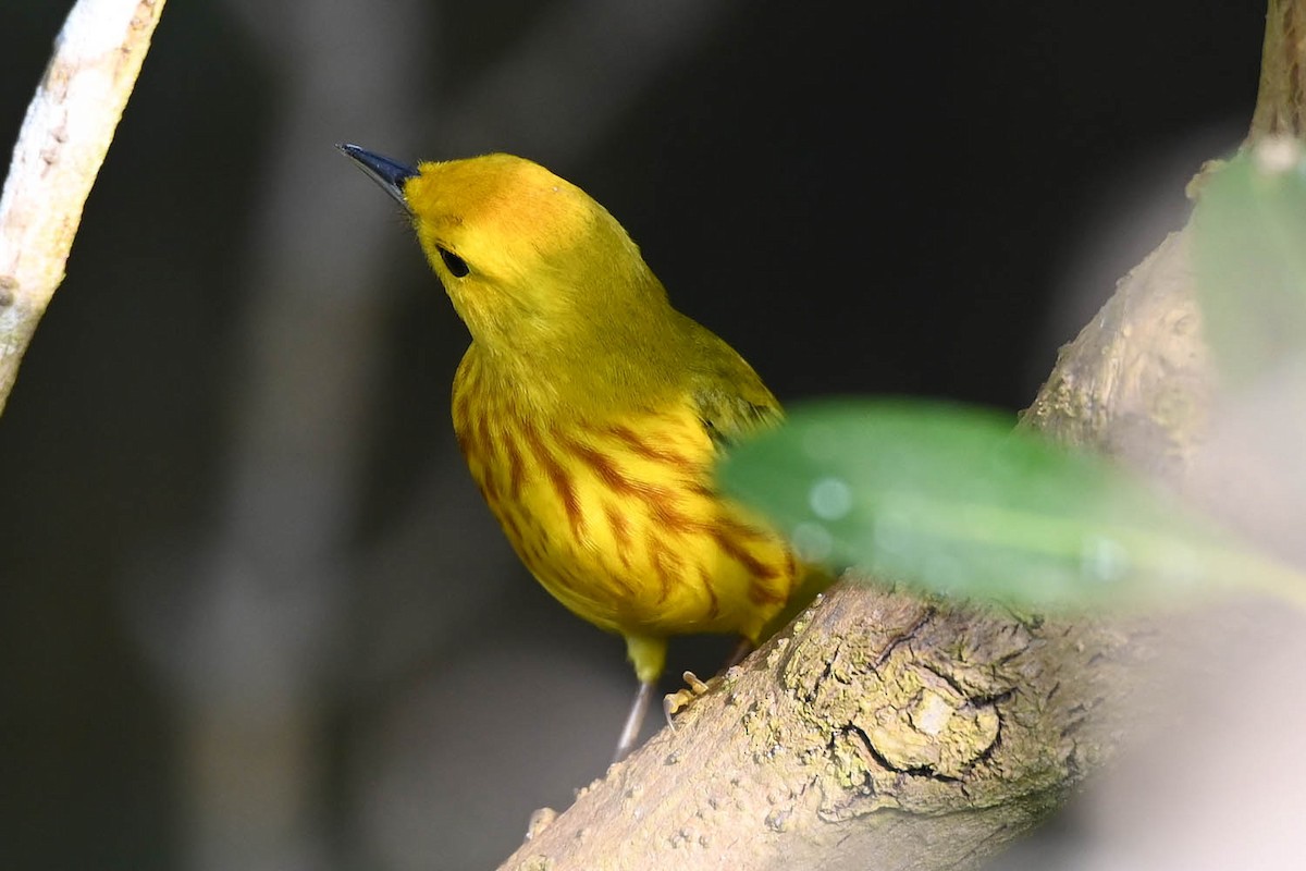 Yellow Warbler (Northern) - Marla Hibbitts