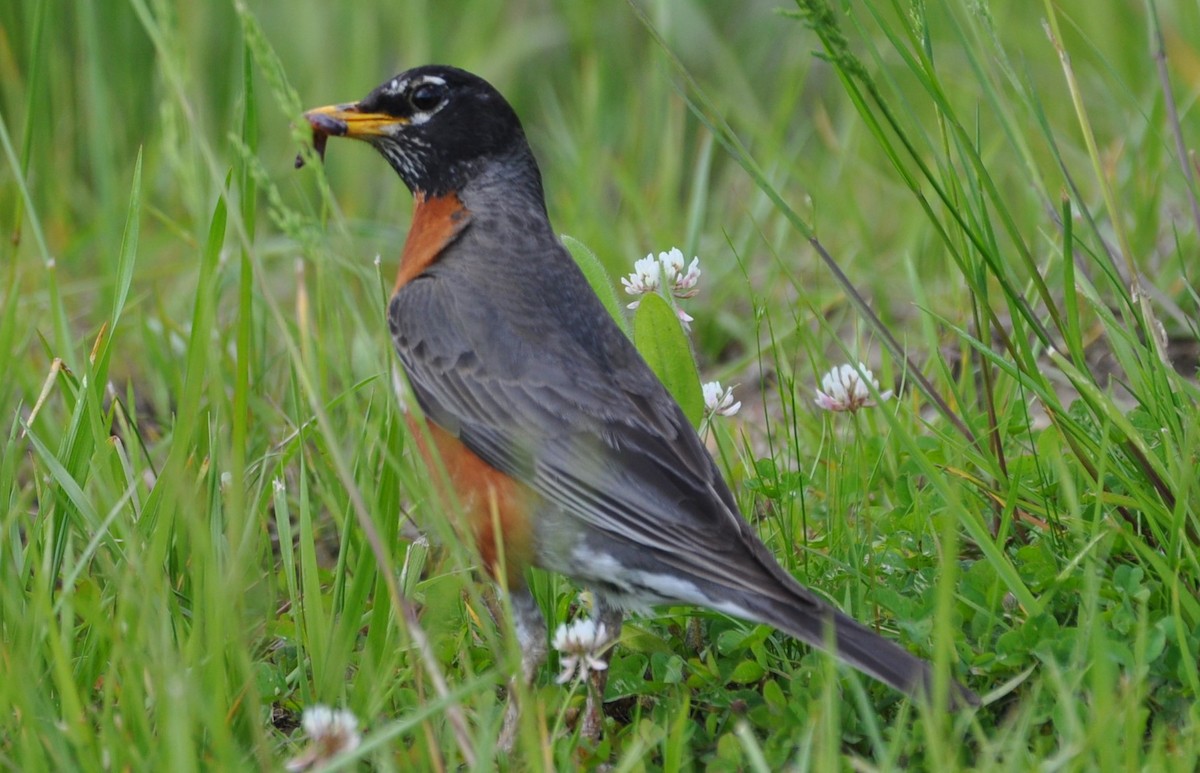 American Robin - David Argent