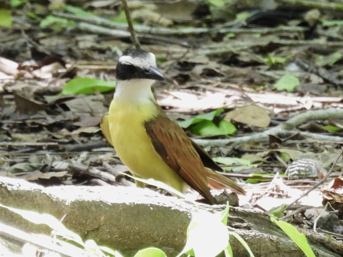 Great Kiskadee - ML619412681