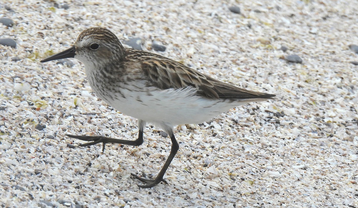 Semipalmated Sandpiper - Dianne Croteau- Richard Brault