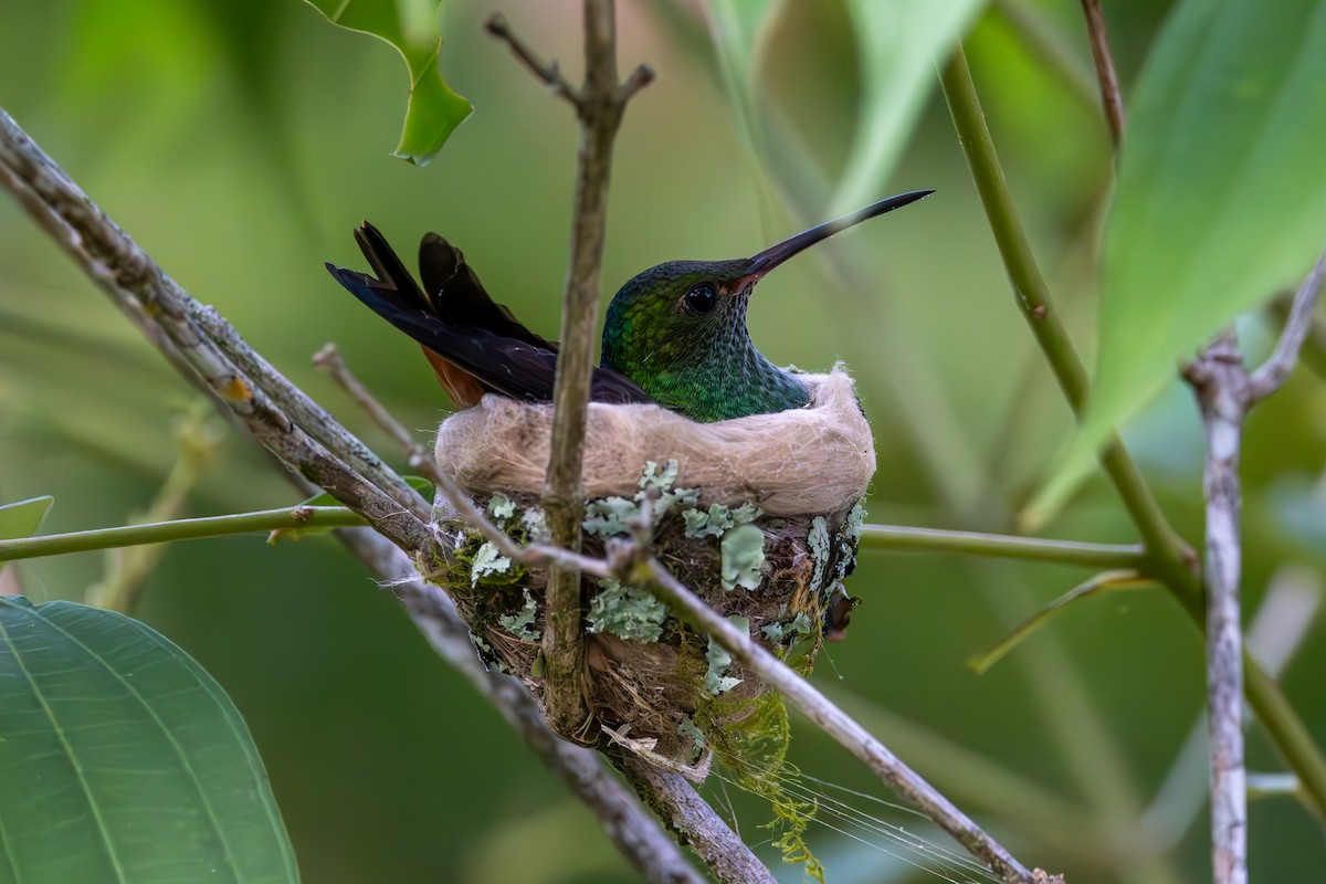 Rufous-tailed Hummingbird - Mason Flint