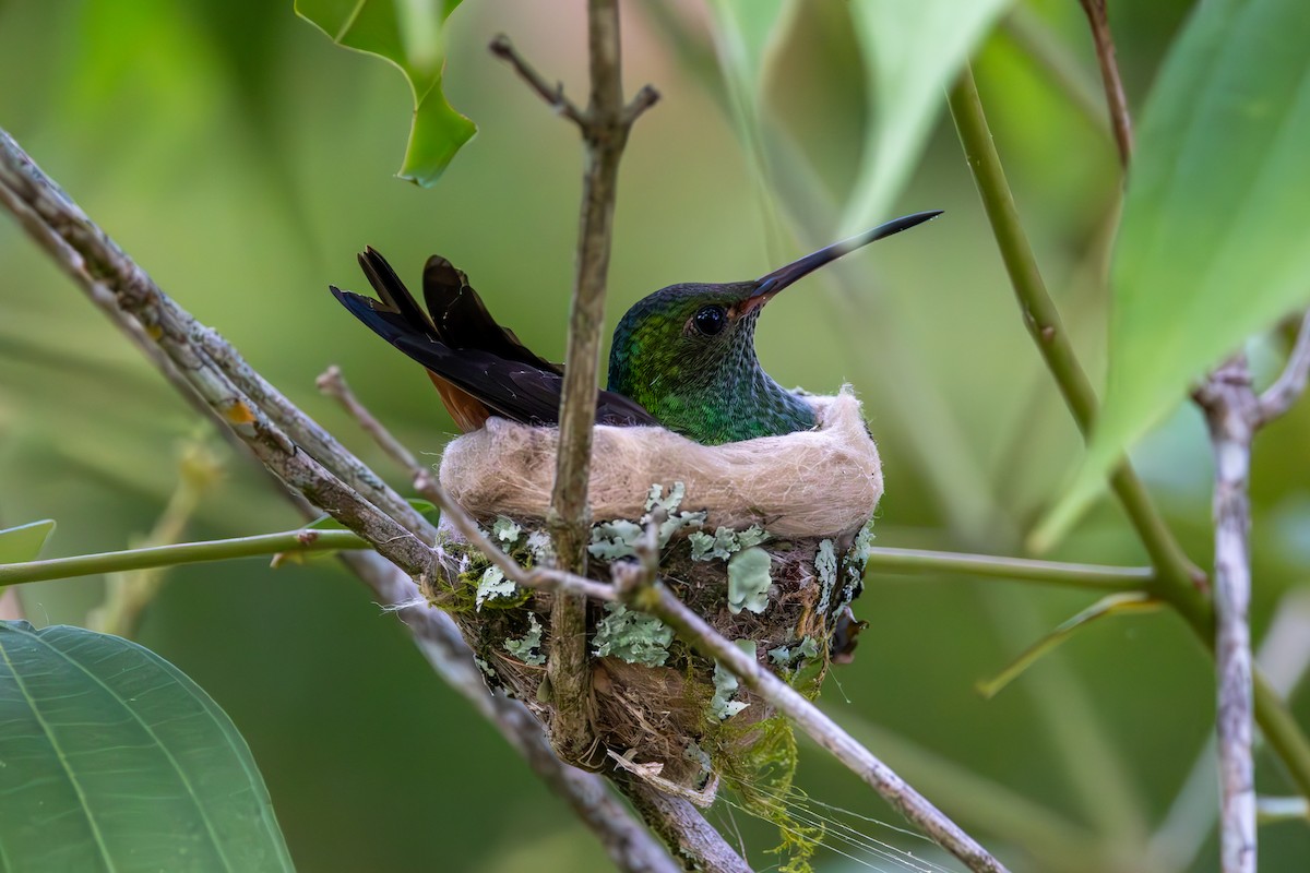 Rufous-tailed Hummingbird - Mason Flint