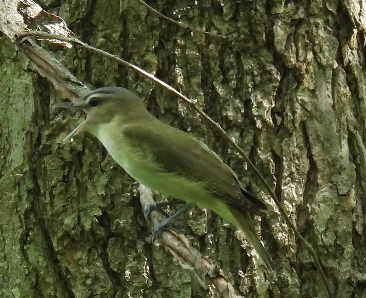 Red-eyed Vireo - Anna Testone