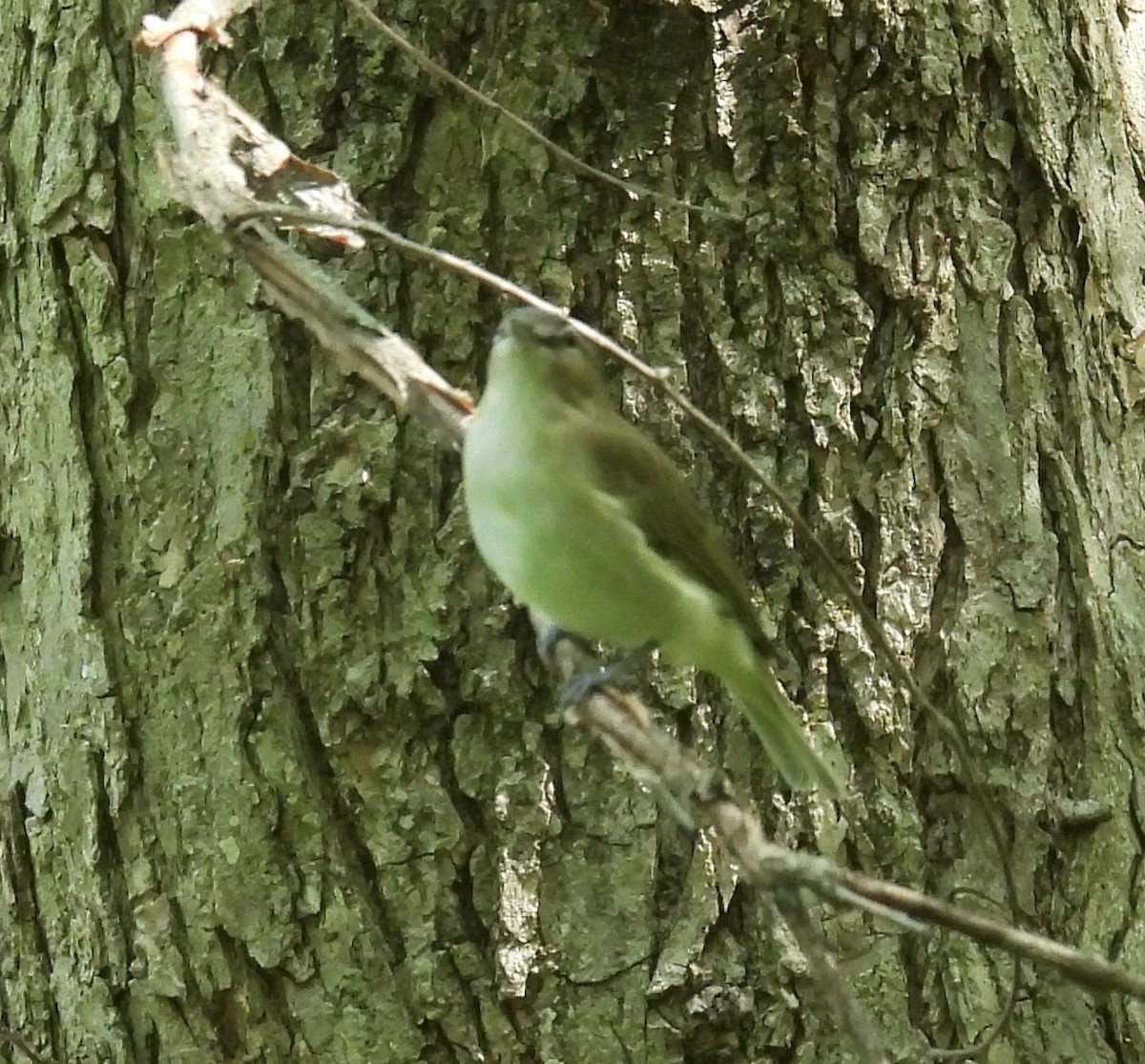 Red-eyed Vireo - Anna Testone