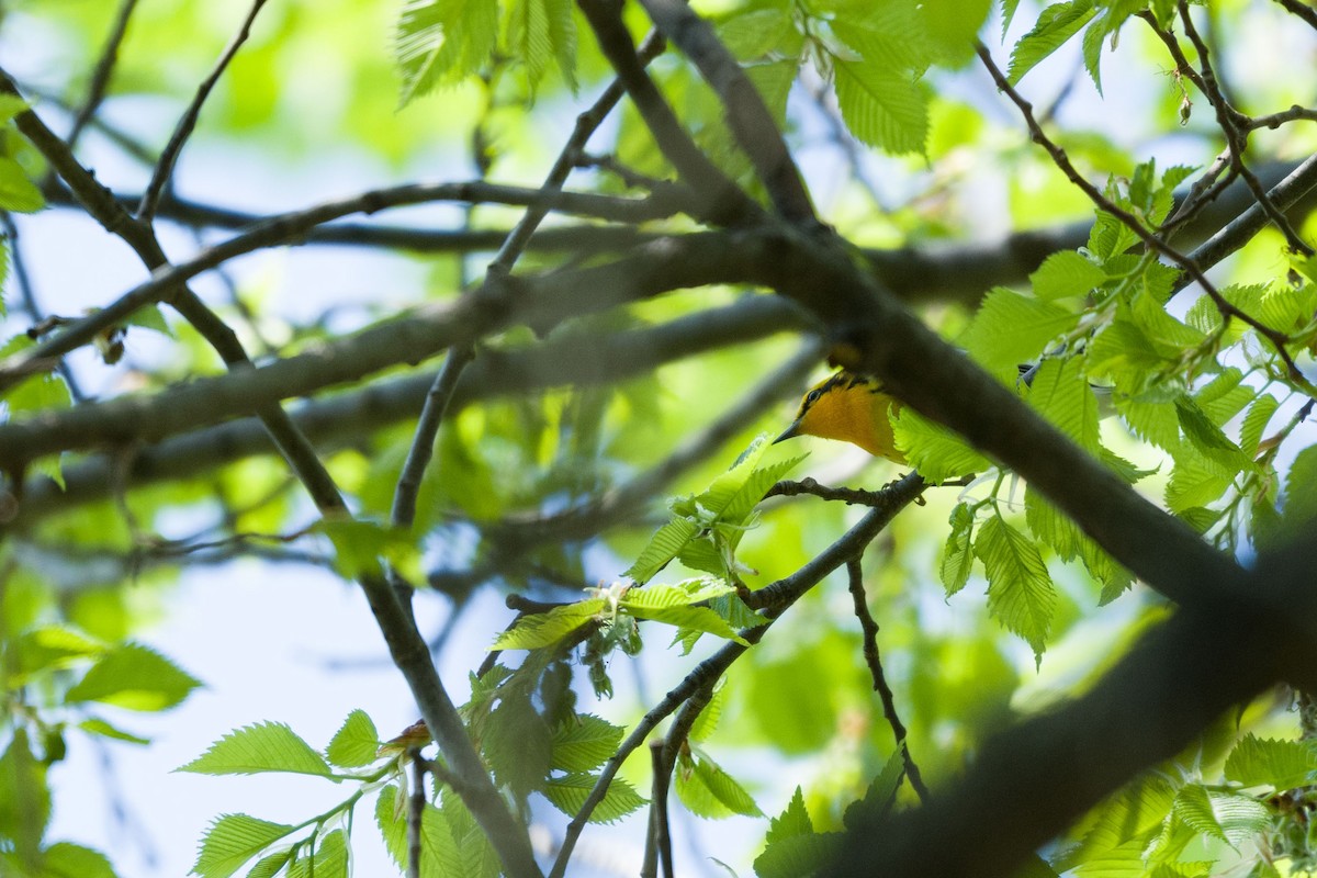 Blackburnian Warbler - Lucie Laudrin