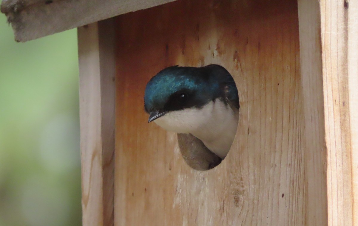Tree Swallow - Claire Weiser