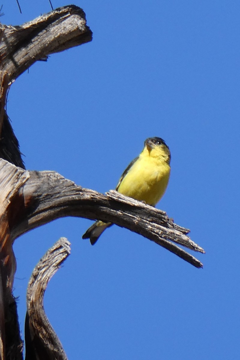 Lesser Goldfinch - K K